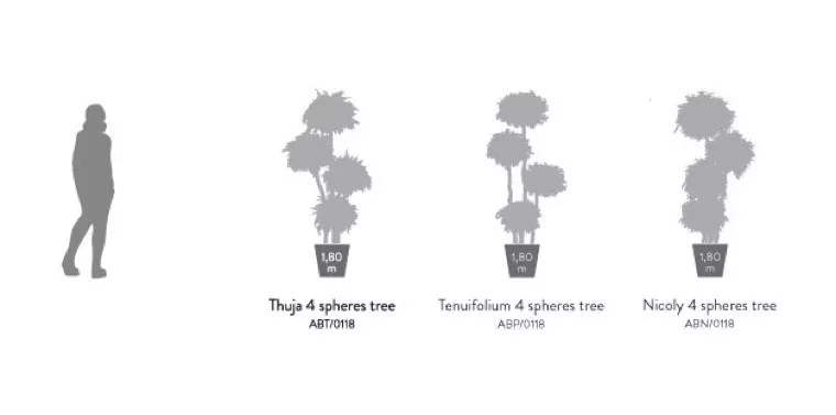 Какие деревья покупают у нас?