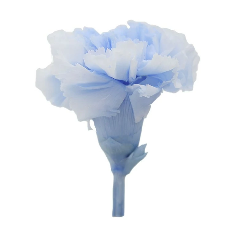 blue carnation flowers