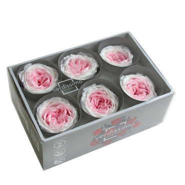 Бутоны розы садовой "White/Soft Pink"