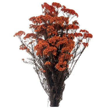 Стабилизированные ветви Helychrisium Diosmifolium Natural Orange