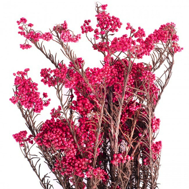 Стабилизированные ветви Helychrisium Diosmifolium Pink