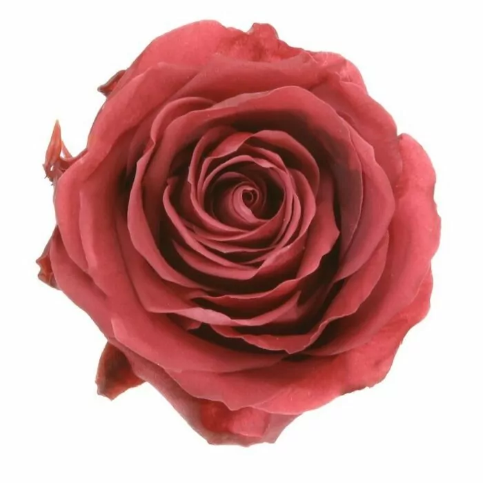 Роза "Cranberry" (Standard)