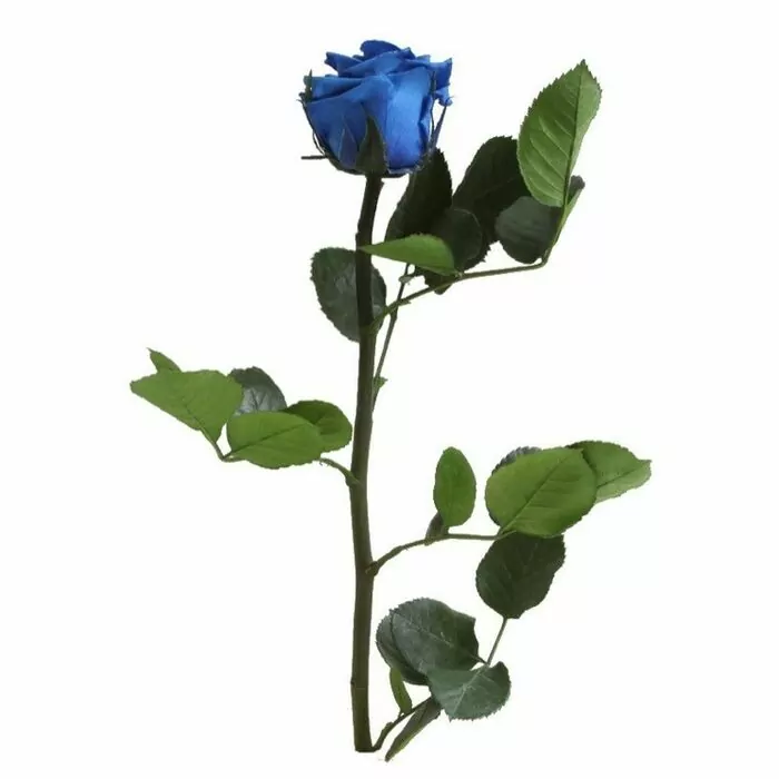 Роза "Dark Blue" (Mini)