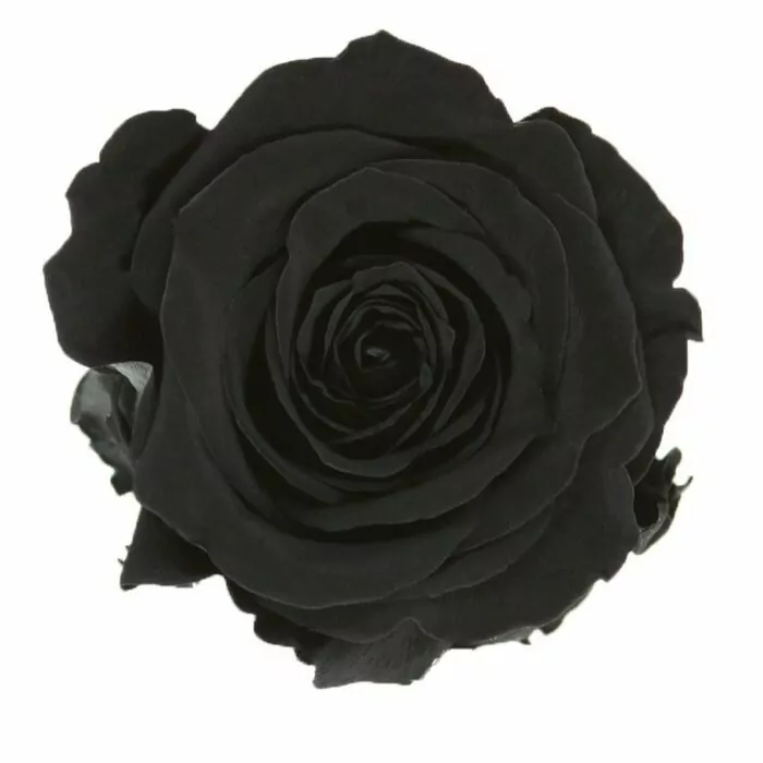 Бутоны розы "Black" (Standard)