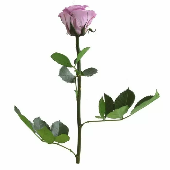 Роза "Lilac" (Mini)