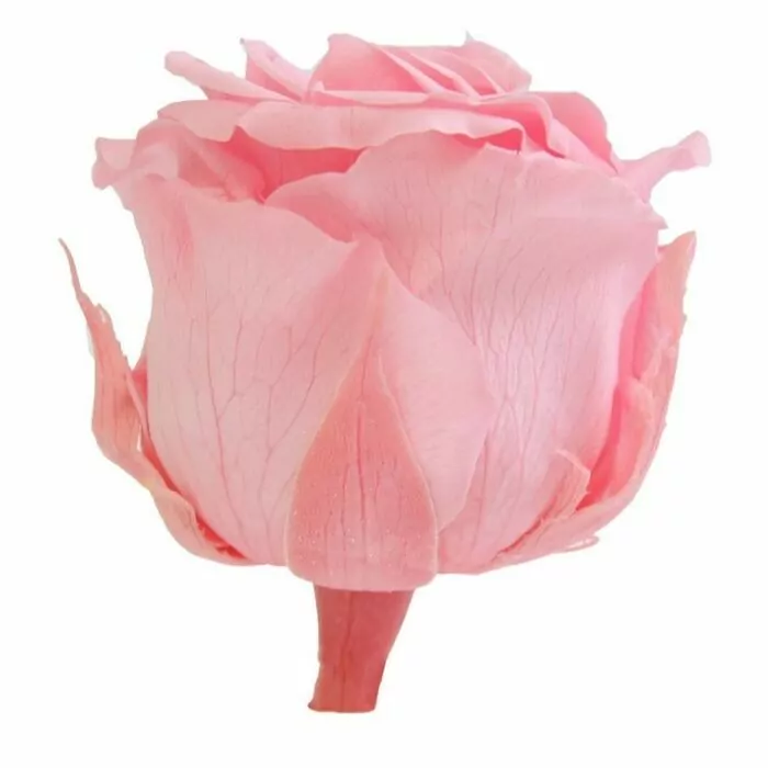 Роза "Pastel Pink" (Standard)