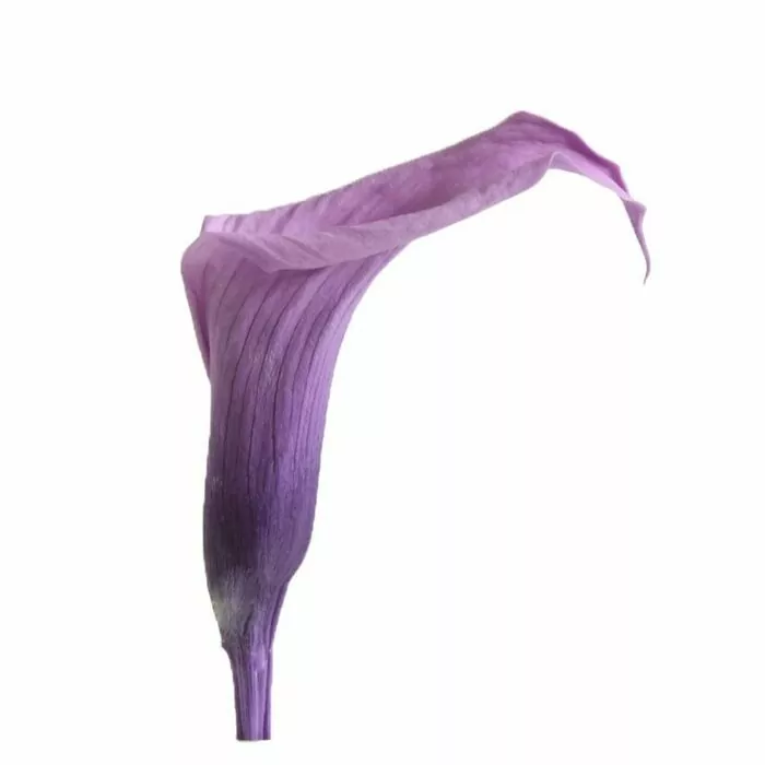 Калла стабилизированная размера mini "Lilac"