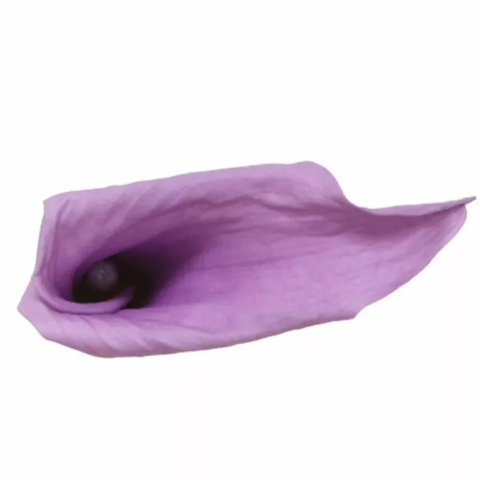 Калла стабилизированная размера mini "Lilac"