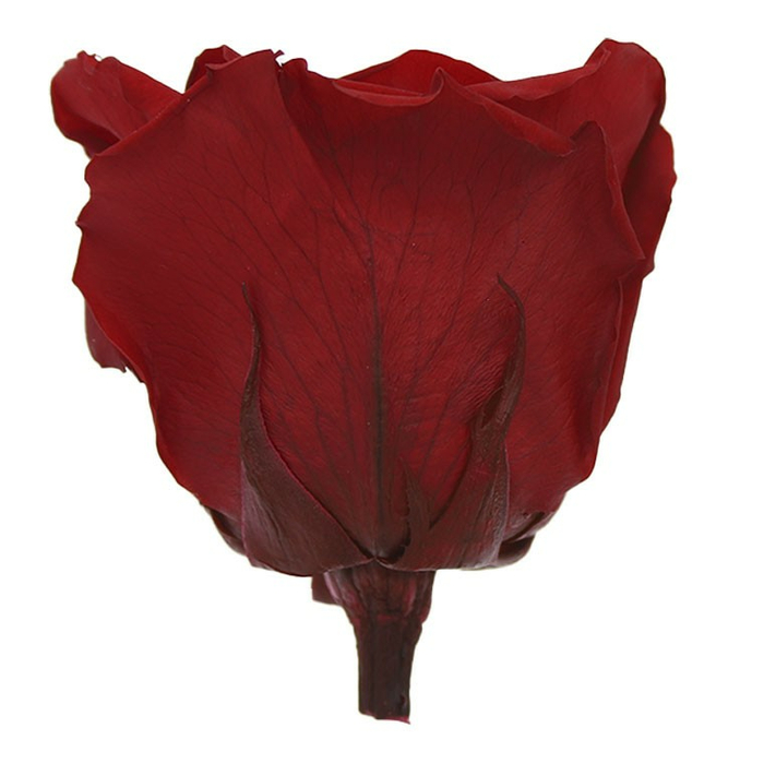 Стабилизированные бутоны розы Red (Queen)