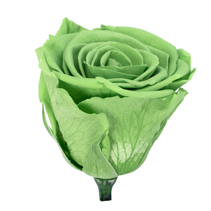 Стабилизированная роза Monalisa Pririe green