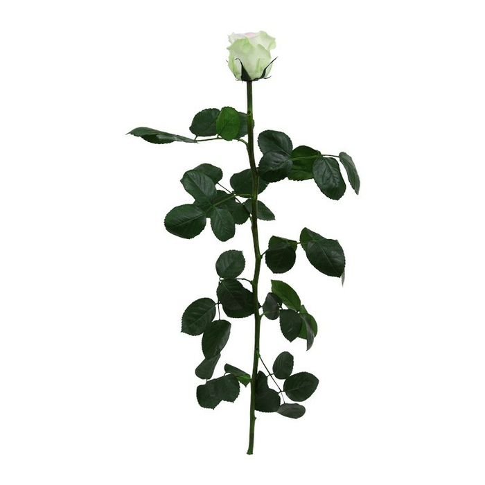 Роза на стебле Standard Tricolor