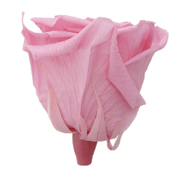 Стабилизированные бутоны розы Pastel Pink (Queen)