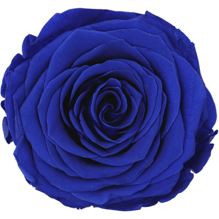Стабилизированные бутоны розы Dark blue (Queen)