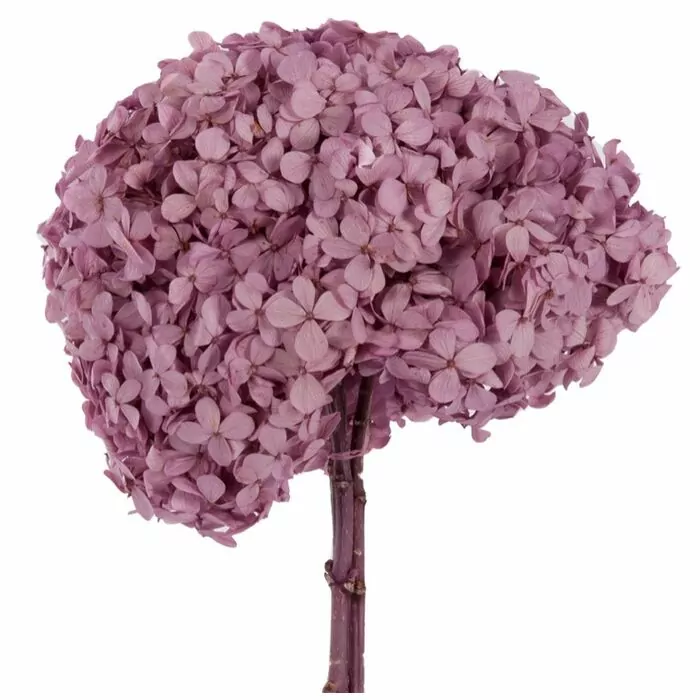 Гортензия стабилизированная Premium "Lilac"