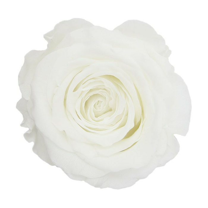 Стабилизированные бутоны розы White (Queen)