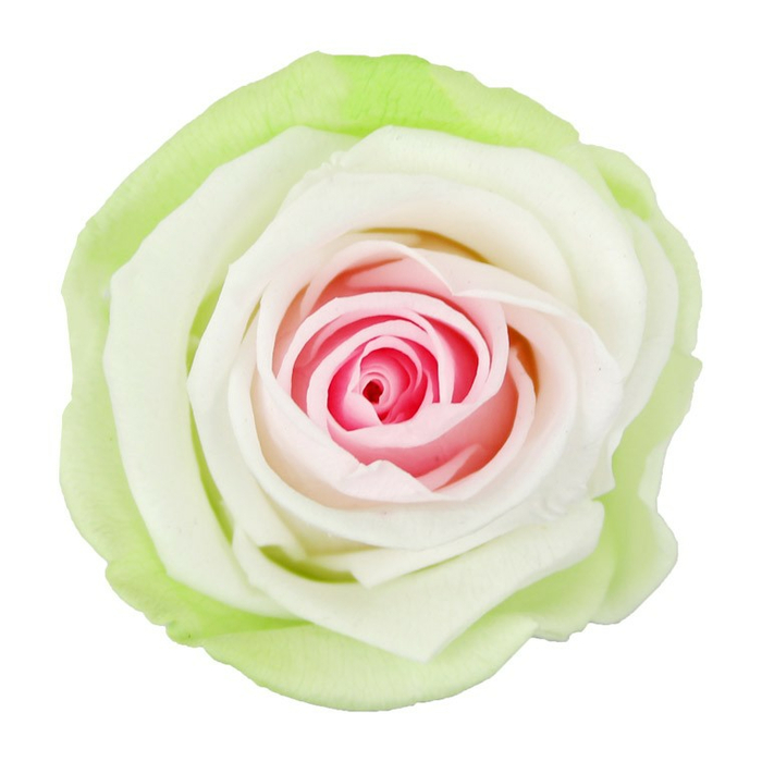 Роза на стебле Standard Tricolor