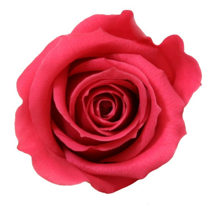 Бутоны розы "Bright pink" (Mini)