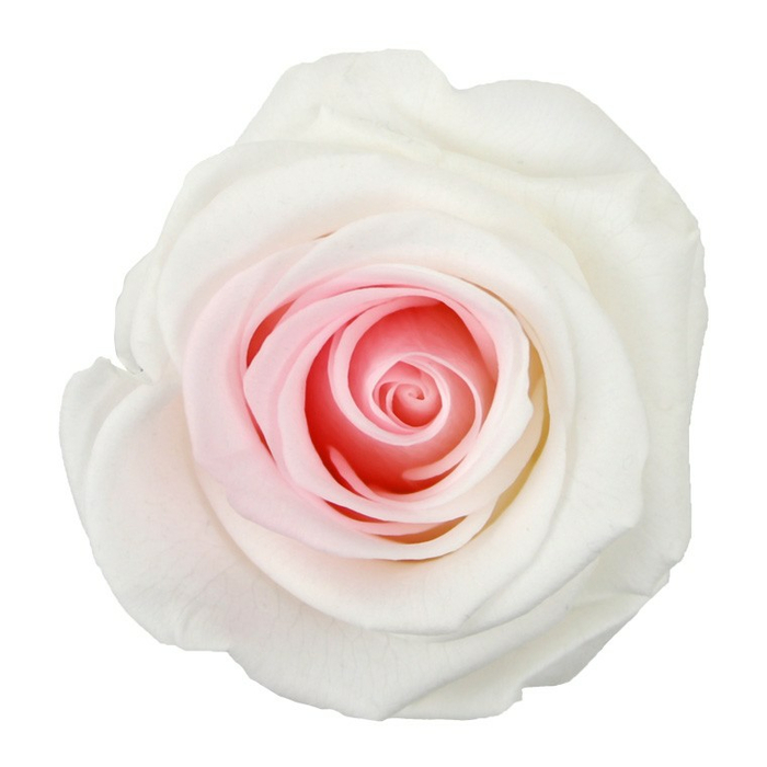 Роза на стебле Standard Bicolor