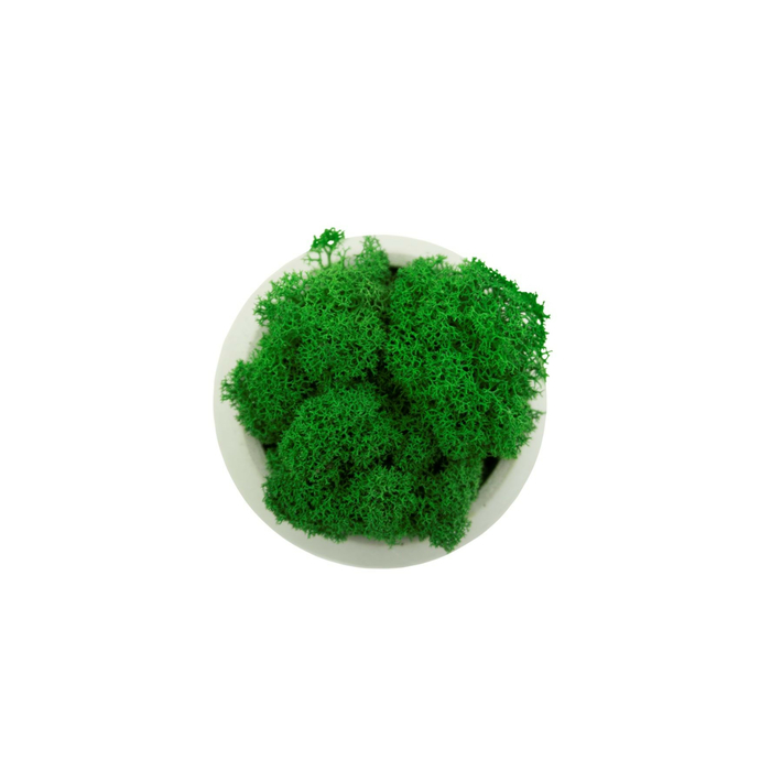 Кашпо в виде шара из стабилизированного зеленого мха (ягель)
