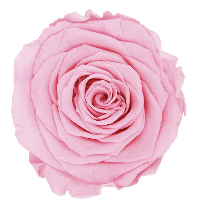 Стабилизированные бутоны розы Pastel Pink (Queen)