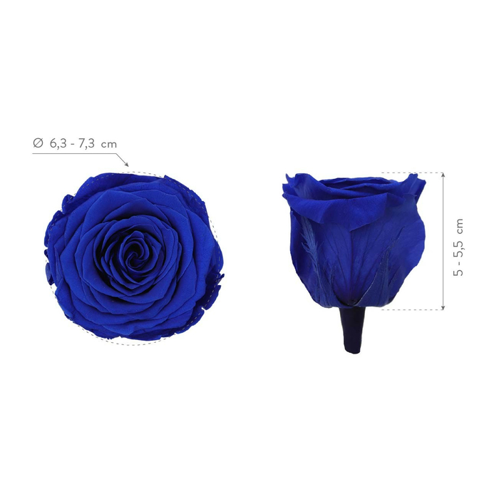 Стабилизированные бутоны розы Dark blue (Queen)