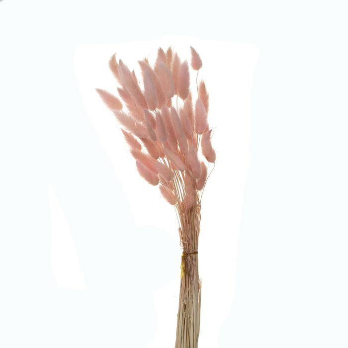 Лагурус нежно-розовый