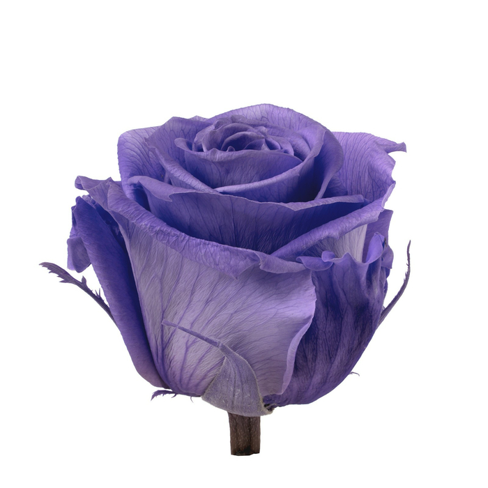 Бутоны стабилизированной розы (Standard) lavender