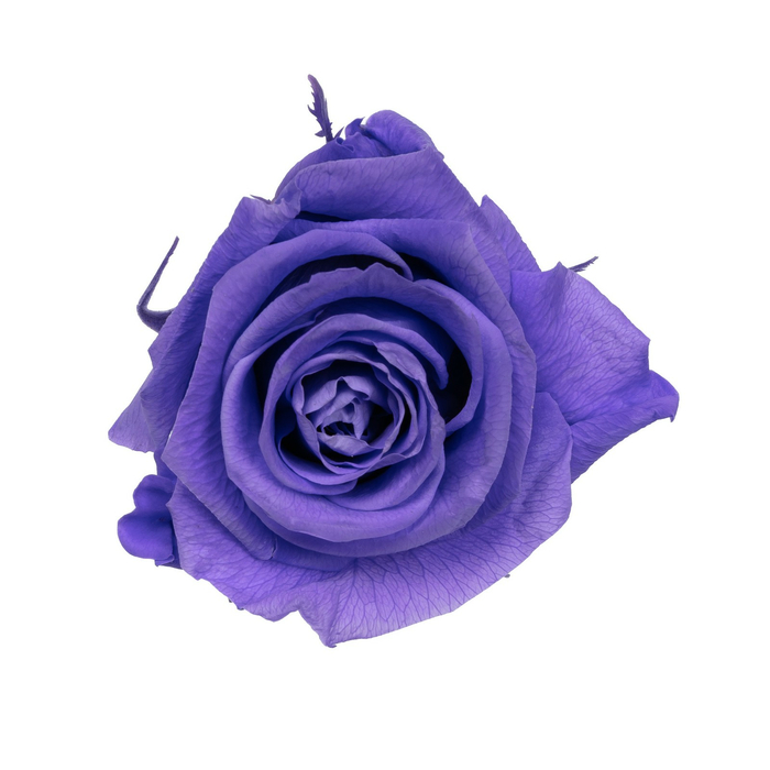 Бутоны стабилизированной розы (Standard) lavender