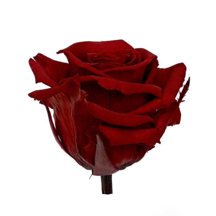 Бутоны стабилизированной розы (Standard) dark red