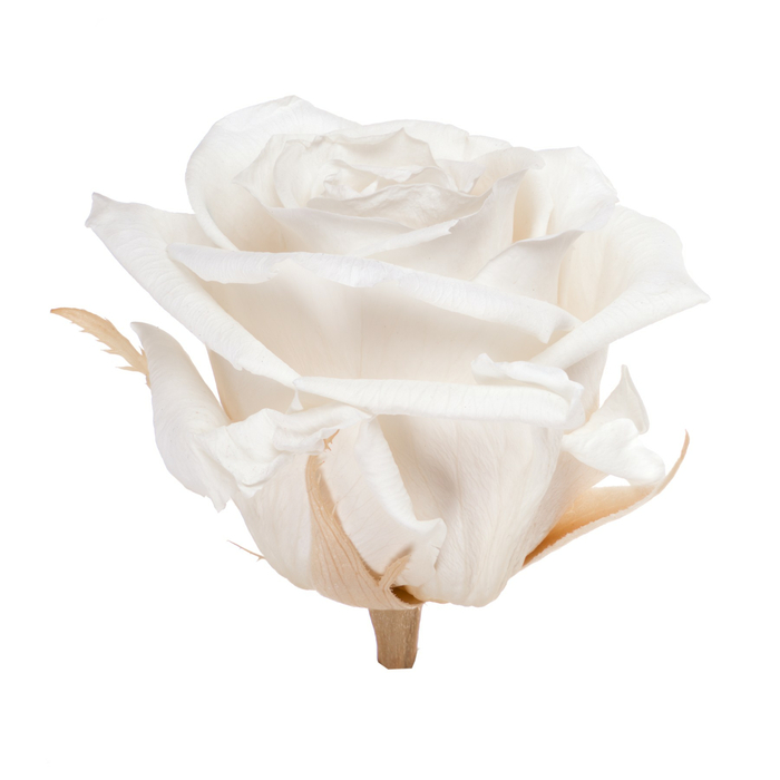 Бутоны стабилизированной розы (Standard) white