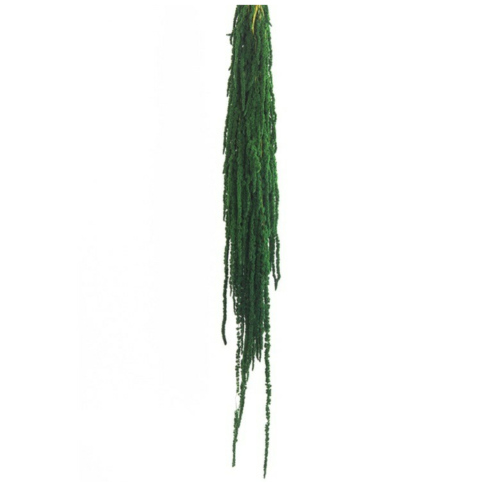 Стабилизированные ветви Амаранта "Verde"